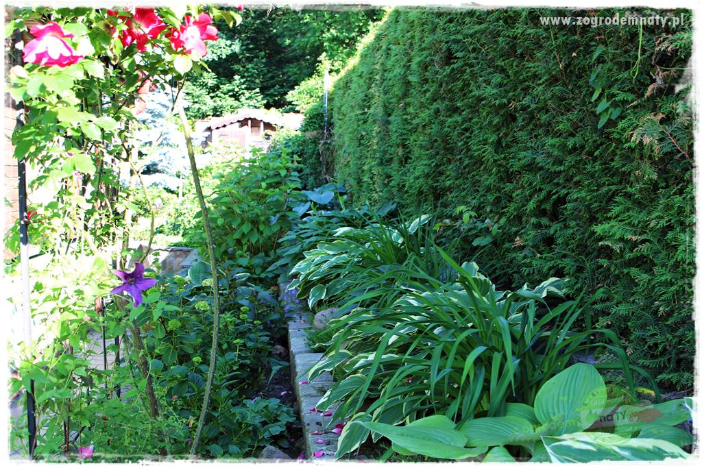 Co posadzić przed tujami 6