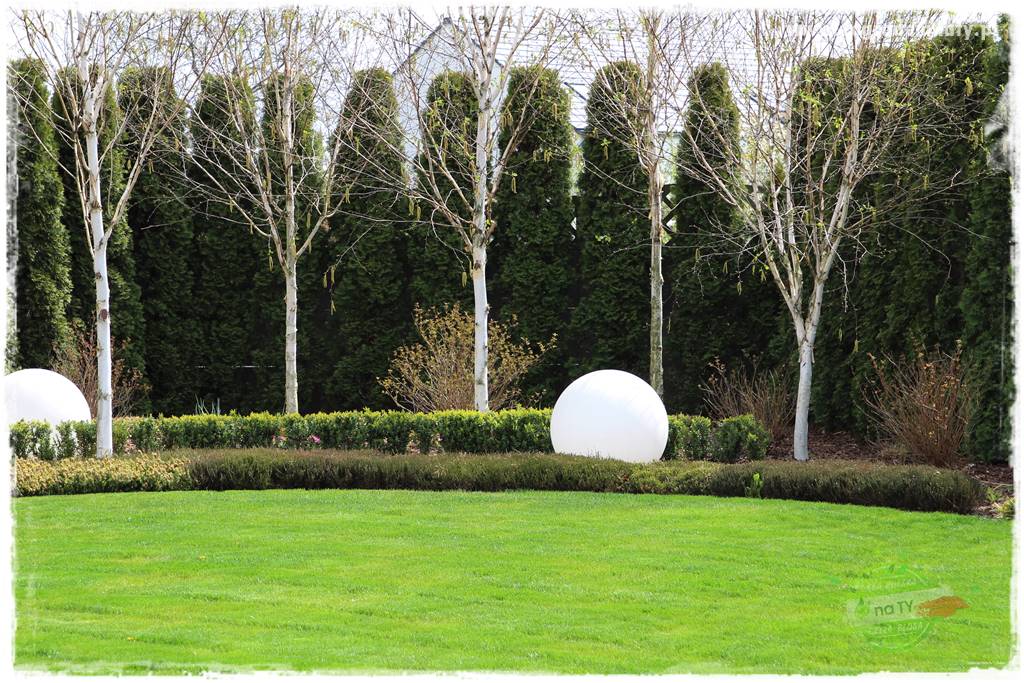 Co posadzić przed tujami 7