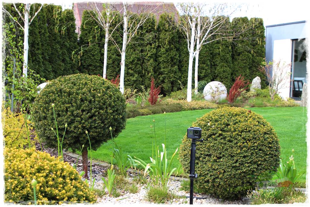 Co posadzić przed tujami 8