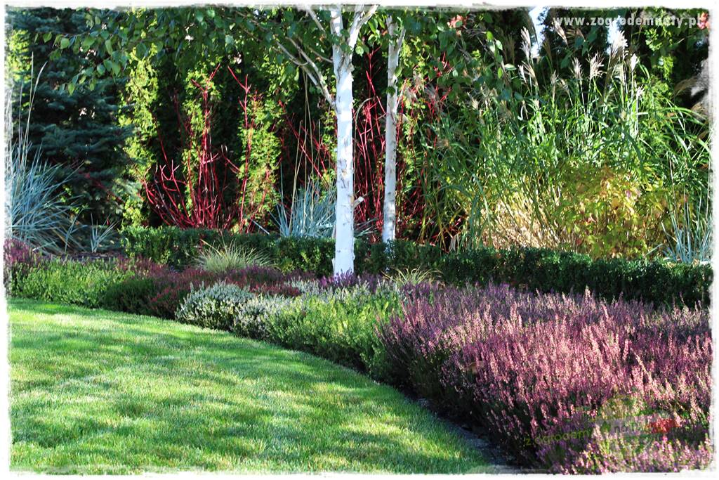 Co posadzić przed tujami 9