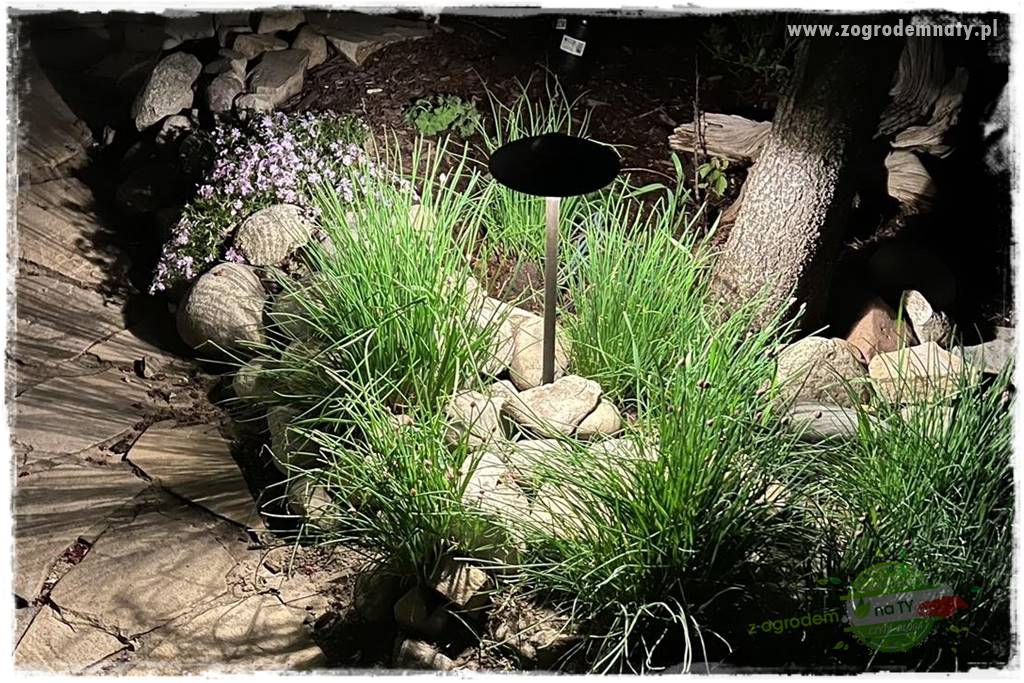 Jak podświetlić rabatę 18