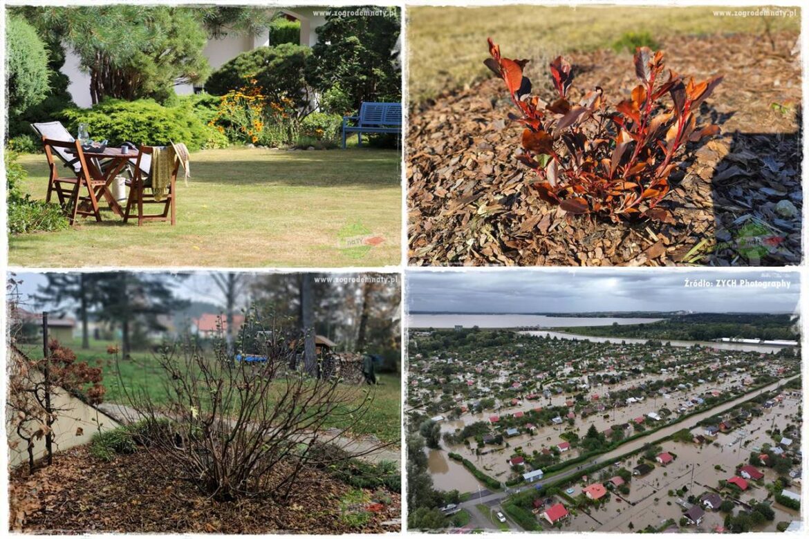 Jak przygotować ogród na zmiany klimatu 0