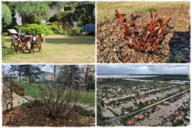 Jak przygotować ogród na zmiany klimatu 0