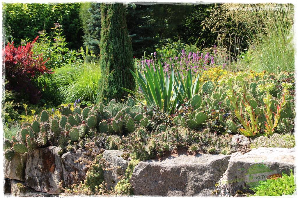 Jak przygotować ogród na zmiany klimatu 13