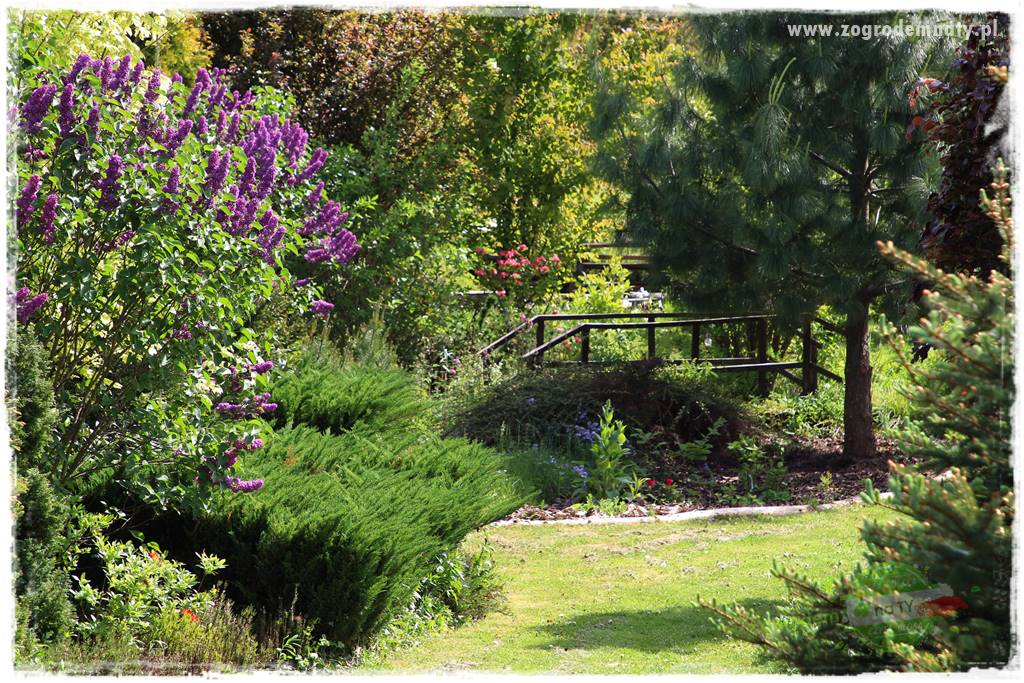 Jak przygotować ogród na zmiany klimatu 14