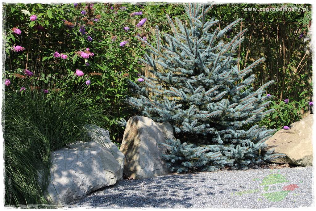 Jak przygotować ogród na zmiany klimatu 15