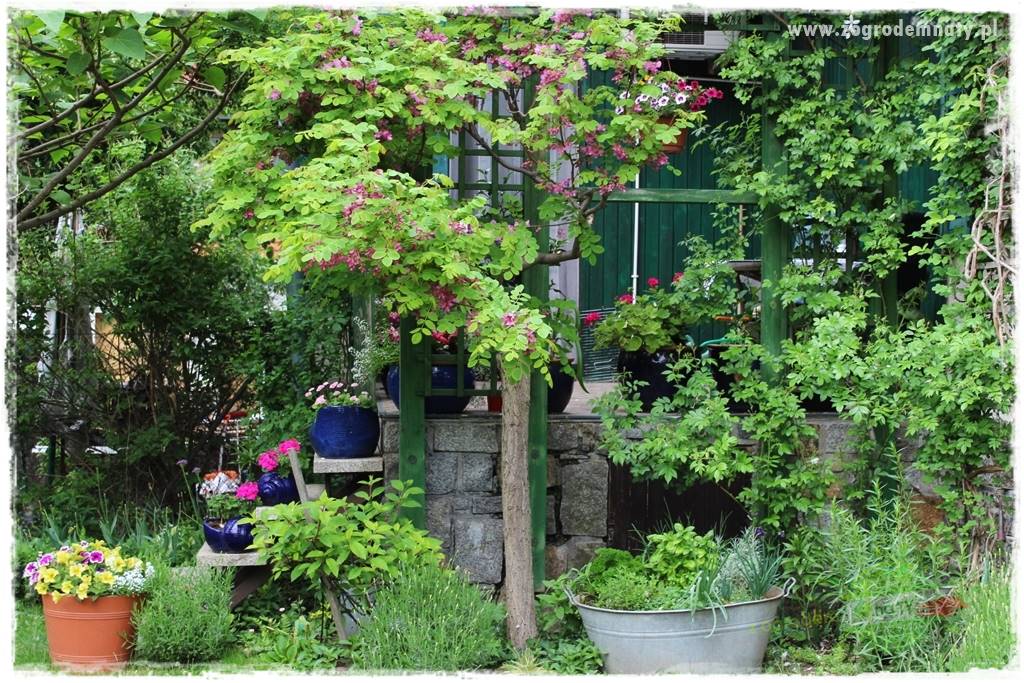 Jak przygotować ogród na zmiany klimatu 20