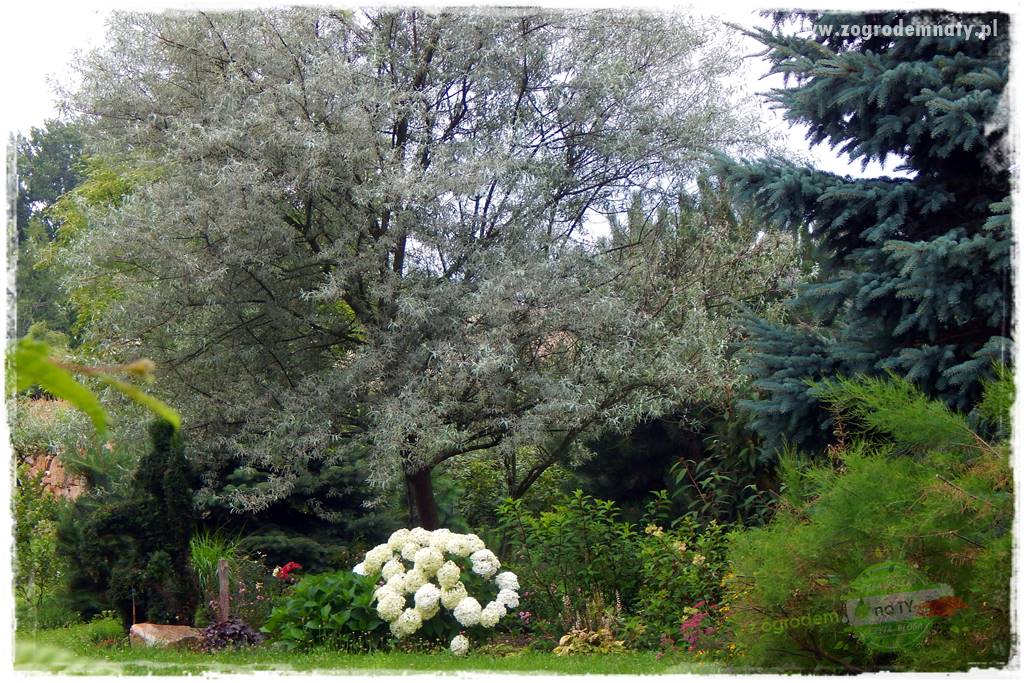 Jak przygotować ogród na zmiany klimatu 21