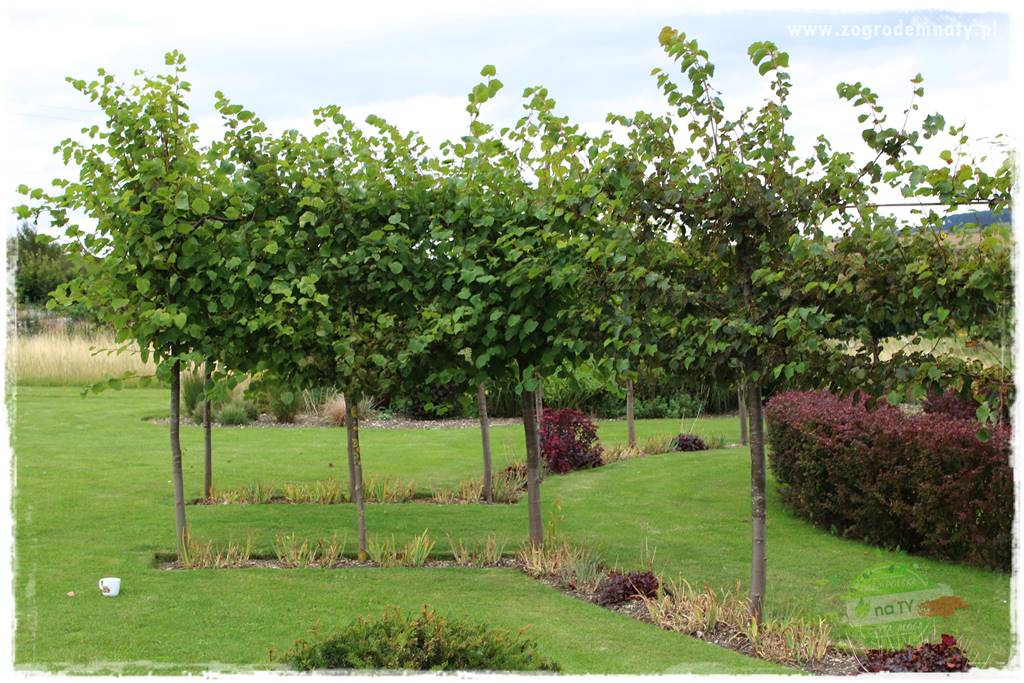 Jak przygotować ogród na zmiany klimatu 22