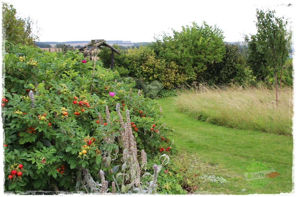 Jak przygotować ogród na zmiany klimatu 27