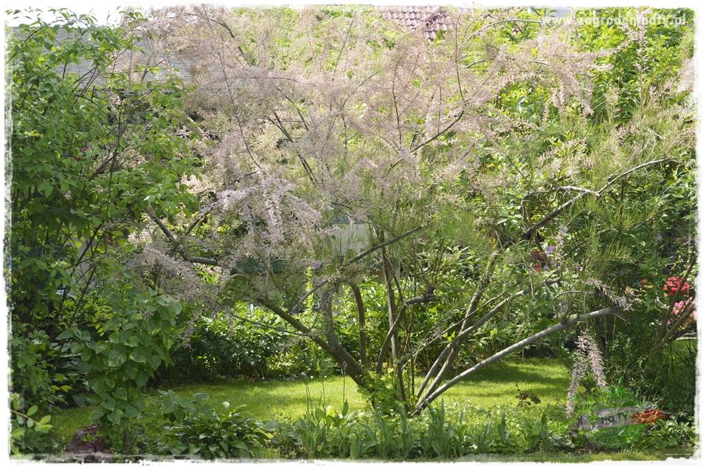 Jak przygotować ogród na zmiany klimatu 28