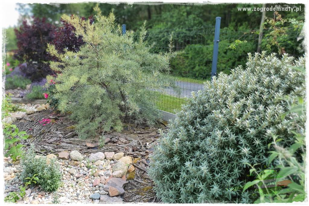 Jak przygotować ogród na zmiany klimatu 29