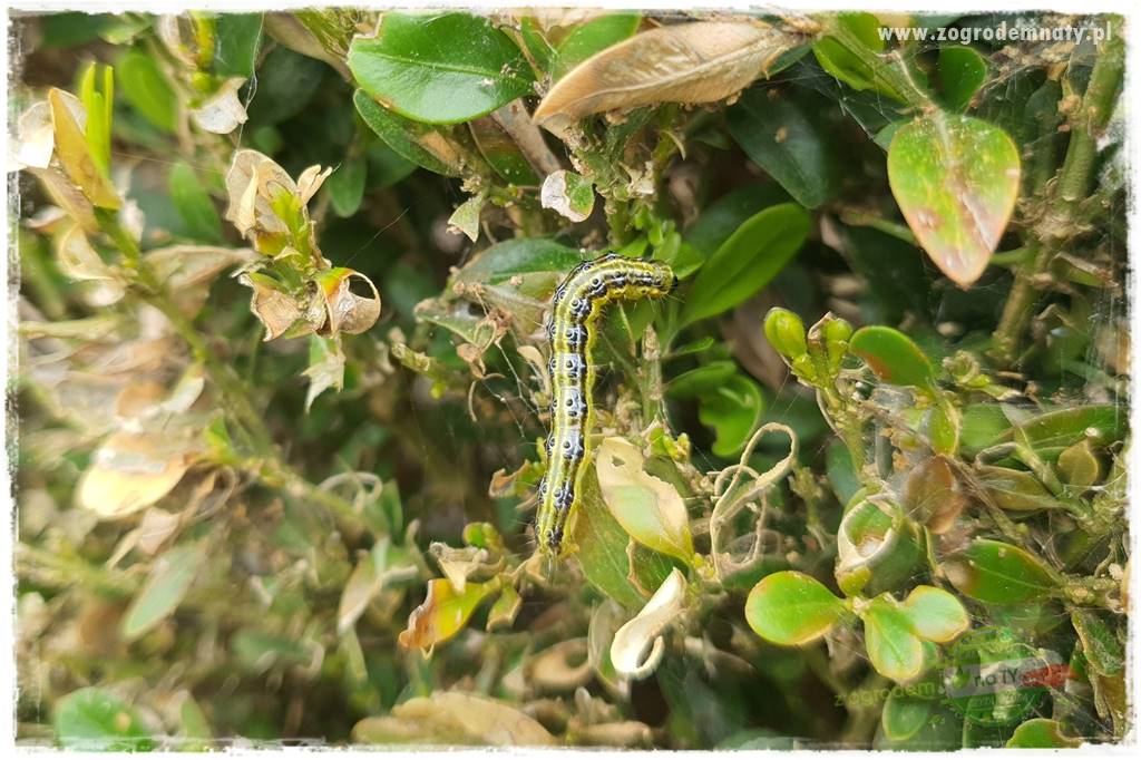 Jak przygotować ogród na zmiany klimatu 3