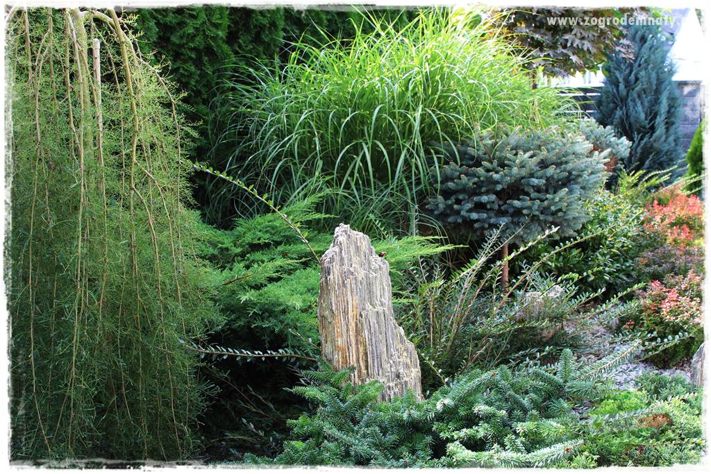 Jak przygotować ogród na zmiany klimatu 30