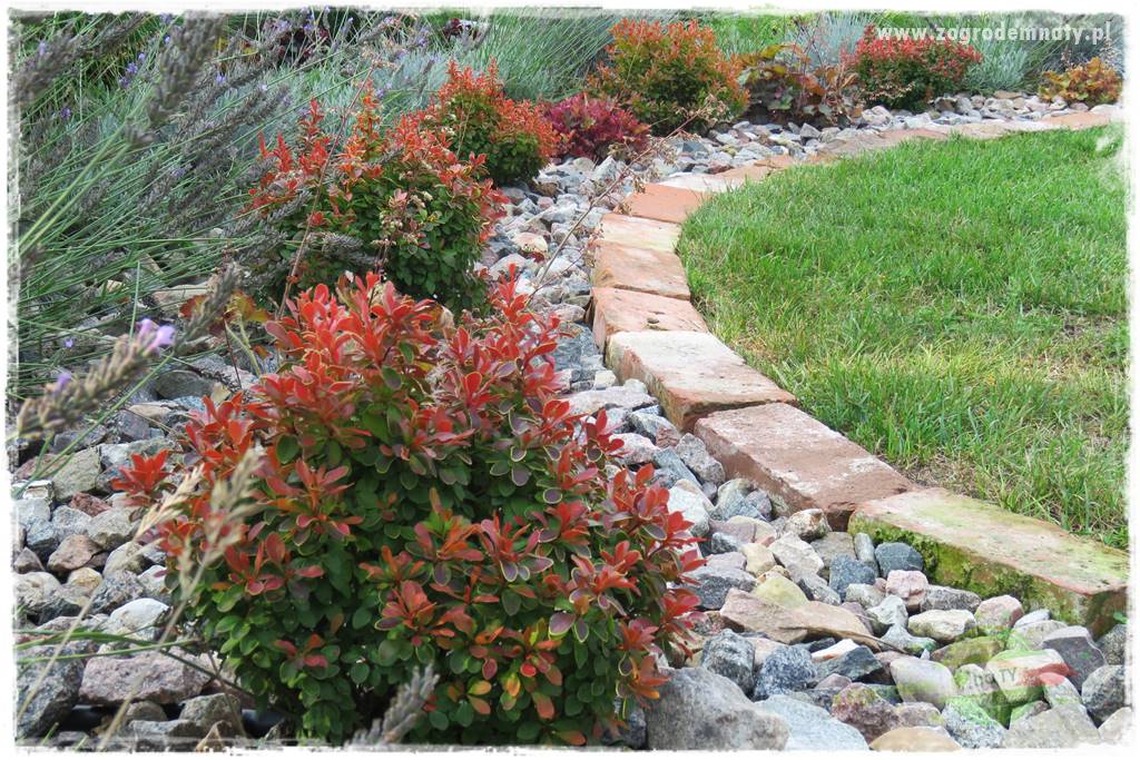 Jak przygotować ogród na zmiany klimatu 32