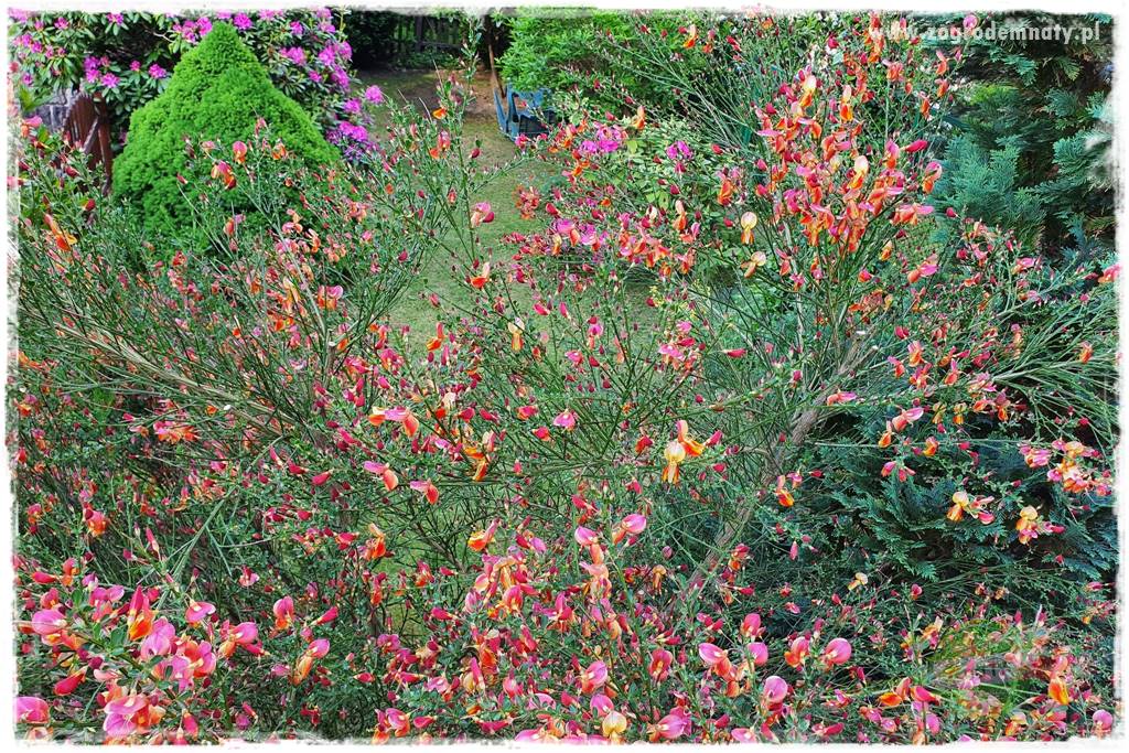 Jak przygotować ogród na zmiany klimatu 33