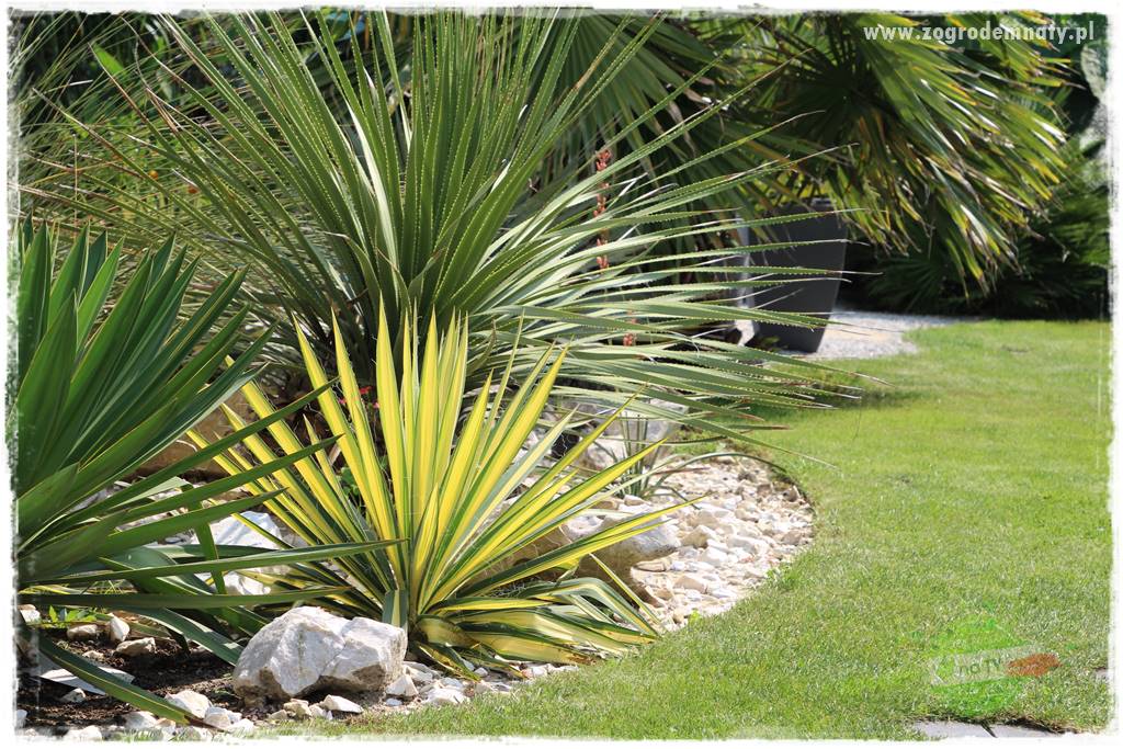 Jak przygotować ogród na zmiany klimatu 34