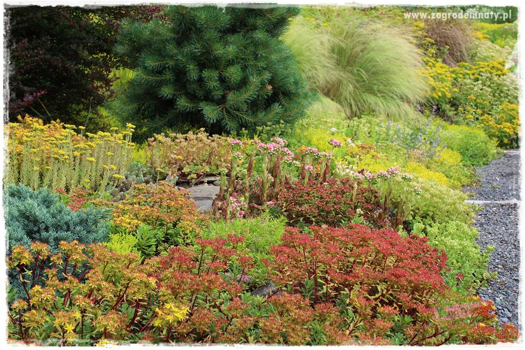 Jak przygotować ogród na zmiany klimatu 35