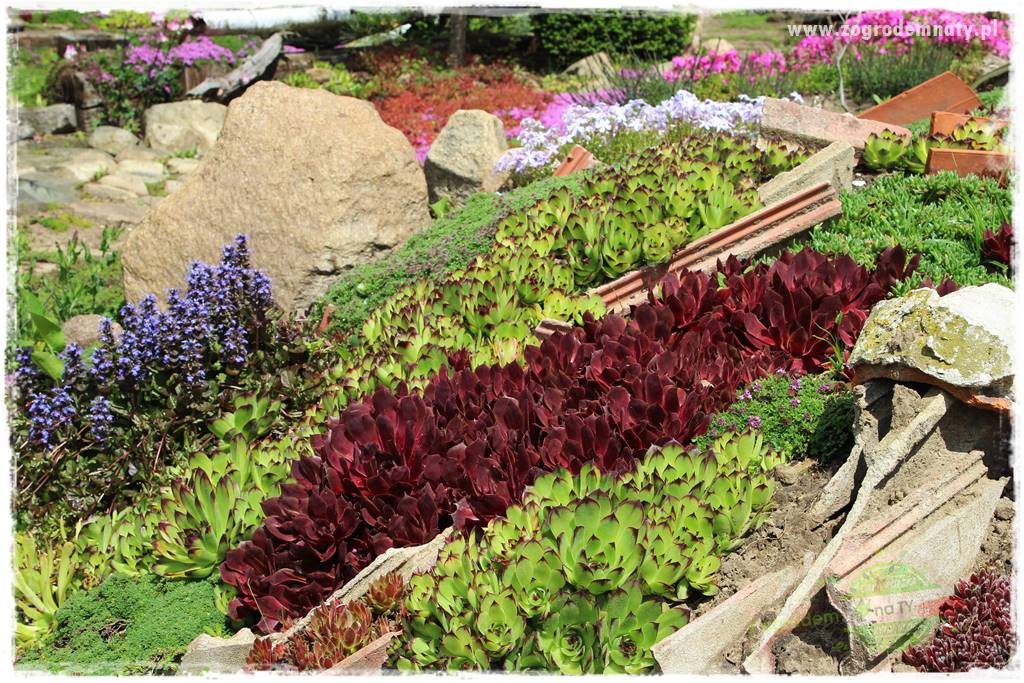 Jak przygotować ogród na zmiany klimatu 36