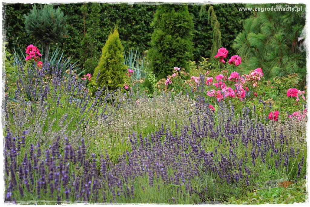 Jak przygotować ogród na zmiany klimatu 37