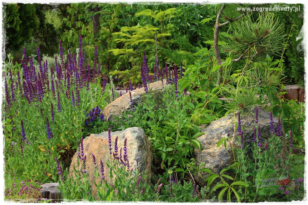 Jak przygotować ogród na zmiany klimatu 39