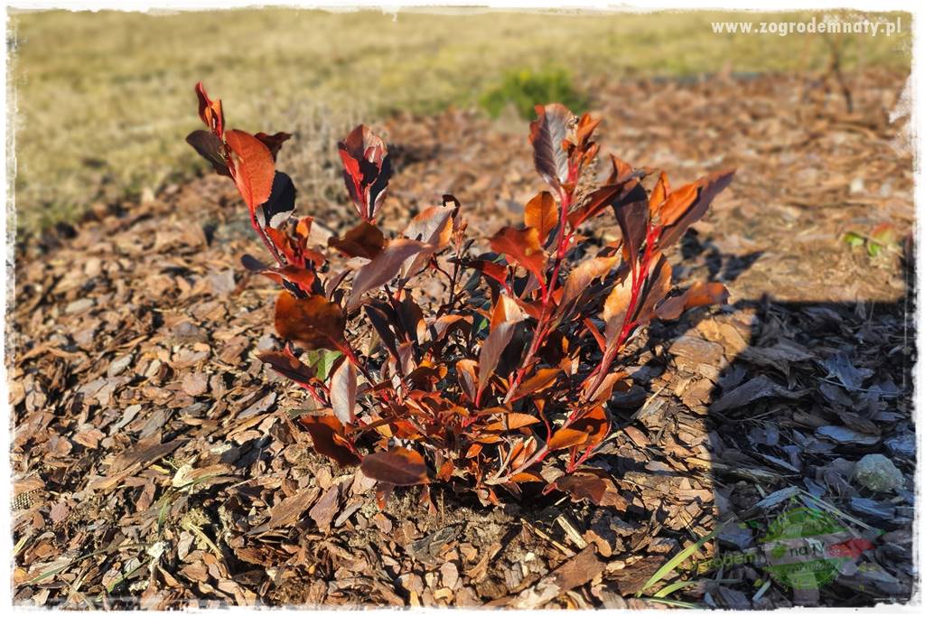 Jak przygotować ogród na zmiany klimatu 4