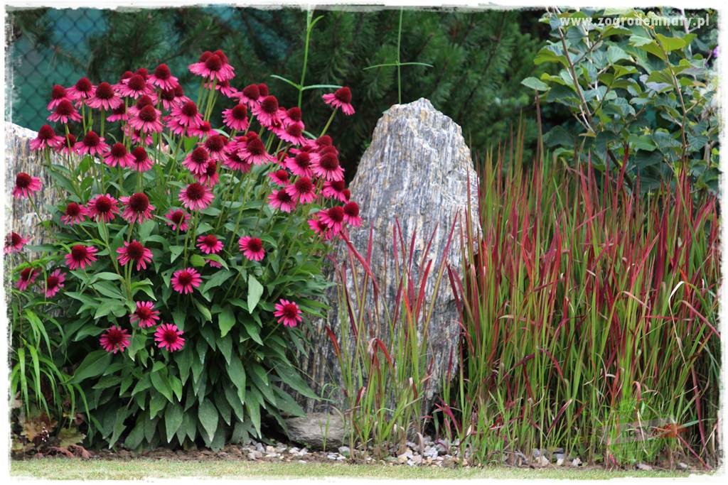 Jak przygotować ogród na zmiany klimatu 42