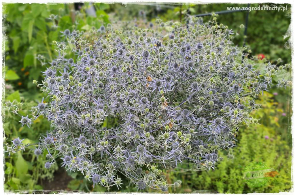 Jak przygotować ogród na zmiany klimatu 43