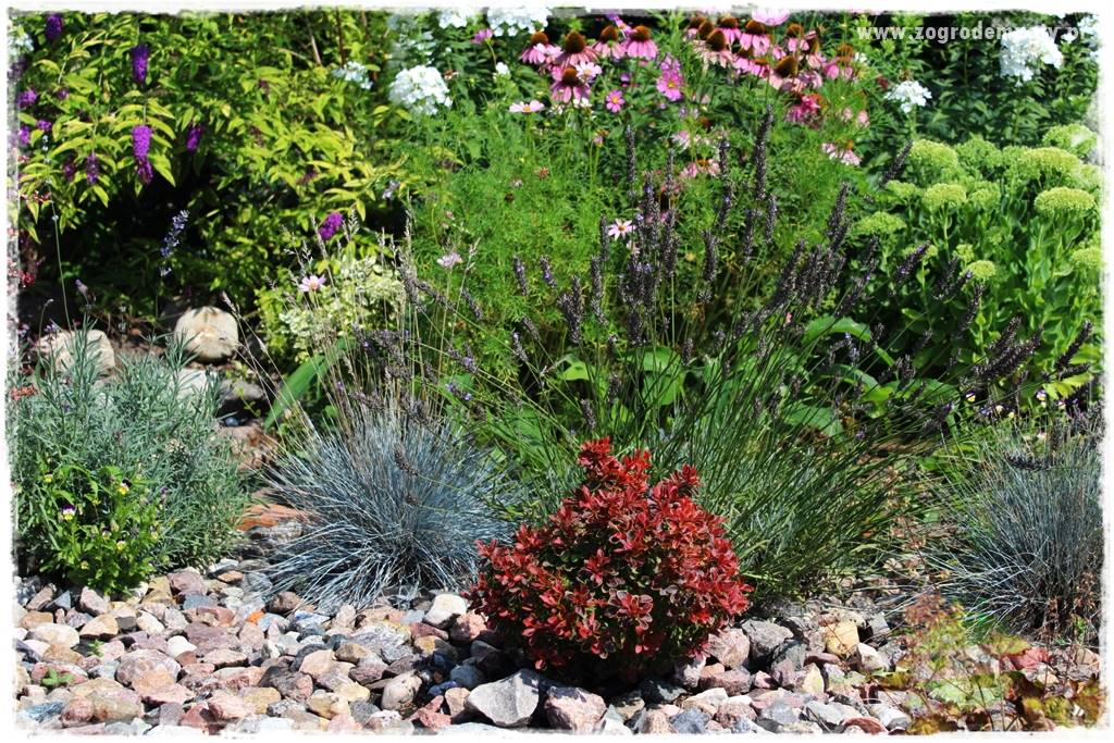 Jak przygotować ogród na zmiany klimatu 44