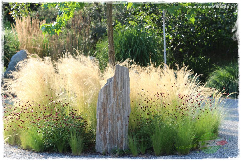 Jak przygotować ogród na zmiany klimatu 47