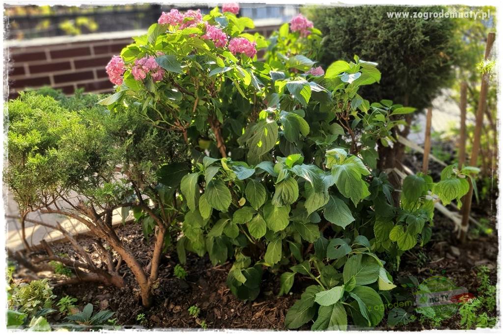 Jak przygotować ogród na zmiany klimatu 5