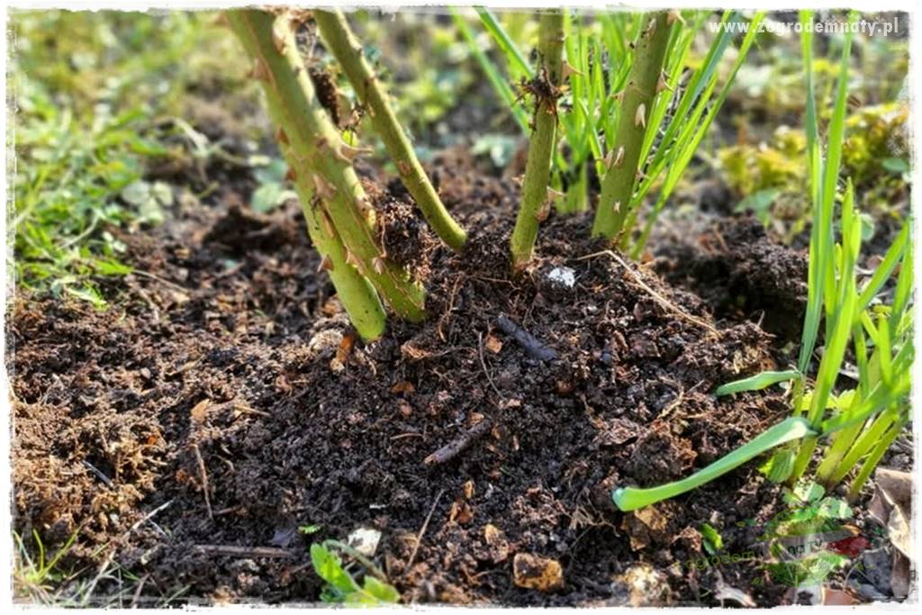 Jak przygotować ogród na zmiany klimatu 51