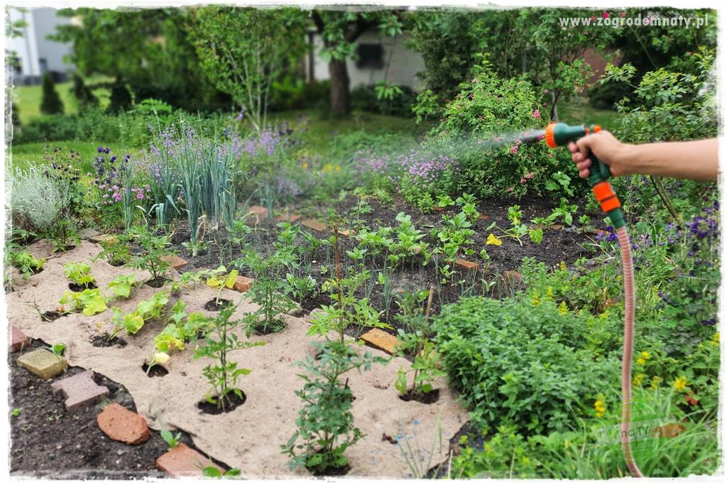 Jak przygotować ogród na zmiany klimatu 55
