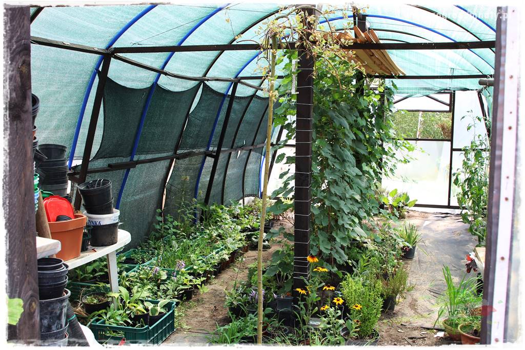 Jak przygotować ogród na zmiany klimatu 56