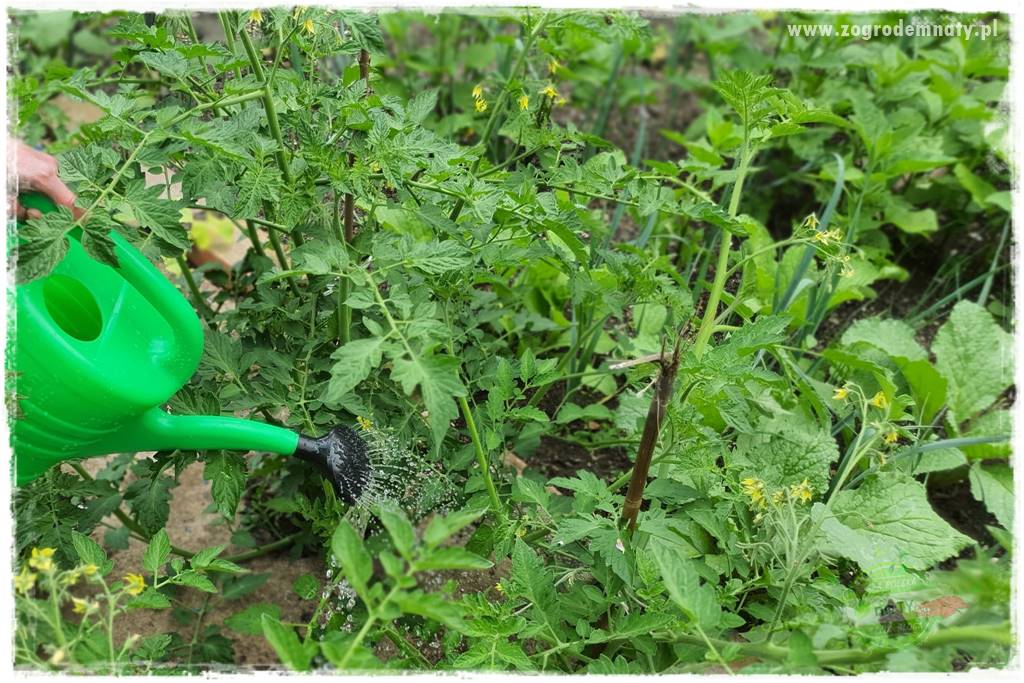 Jak przygotować ogród na zmiany klimatu 58