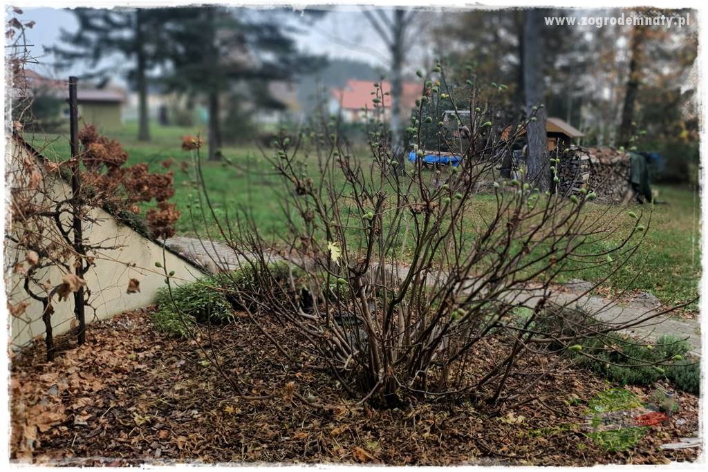 Jak przygotować ogród na zmiany klimatu 6