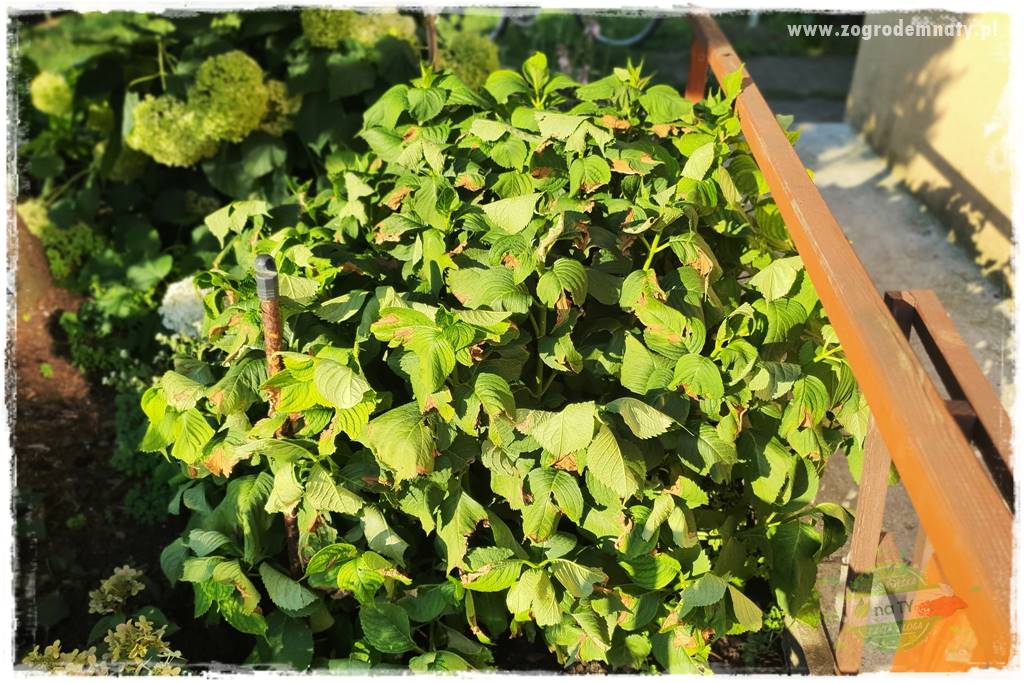 Jak przygotować ogród na zmiany klimatu 9