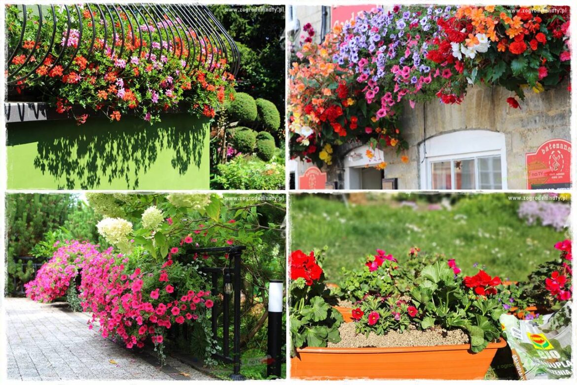 Kolorowe skrzynki balkonowe 0