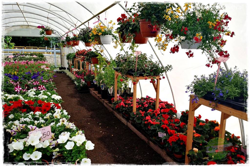 Kolorowe skrzynki balkonowe 10 Kolorowe skrzynki balkonowe 10