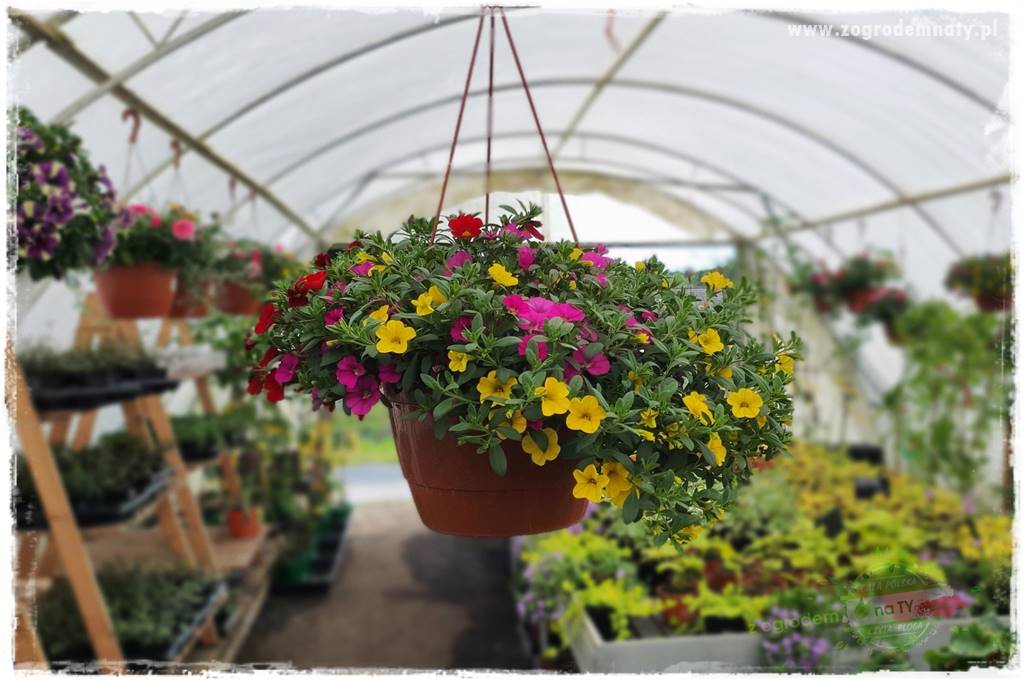 Kolorowe skrzynki balkonowe 12 Kolorowe skrzynki balkonowe 12