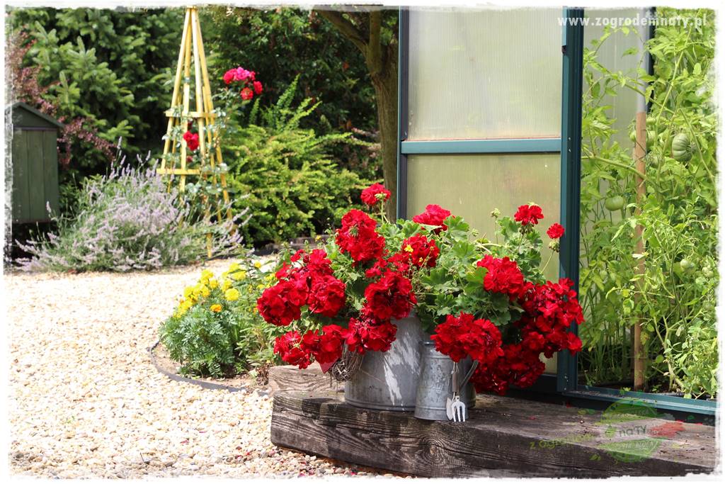 Kolorowe skrzynki balkonowe 13 Kolorowe skrzynki balkonowe 13