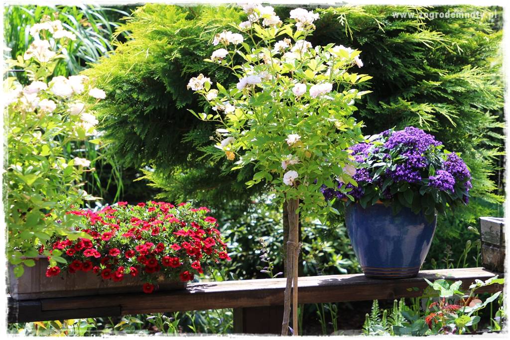 Kolorowe skrzynki balkonowe 17 Kolorowe skrzynki balkonowe 17