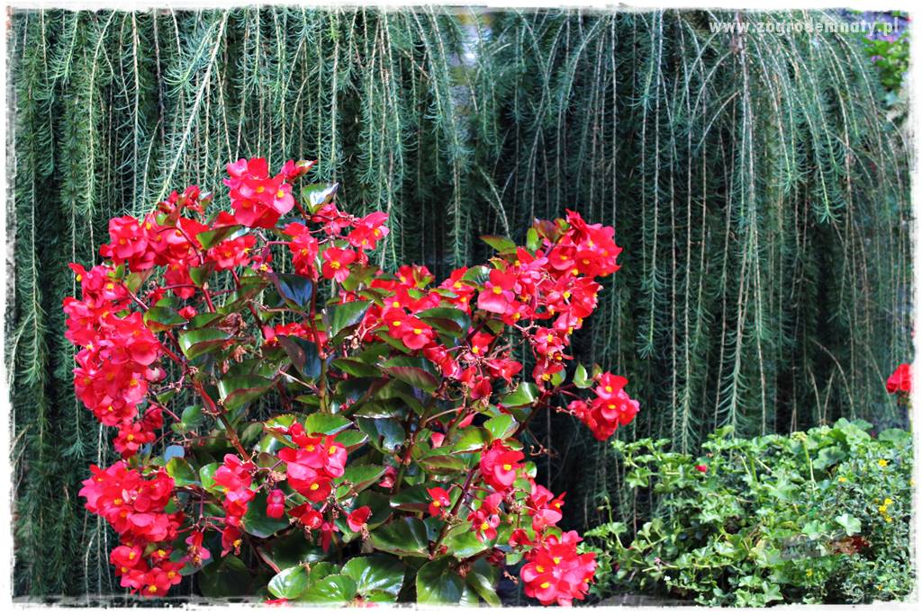 Kolorowe skrzynki balkonowe 18 Kolorowe skrzynki balkonowe 18