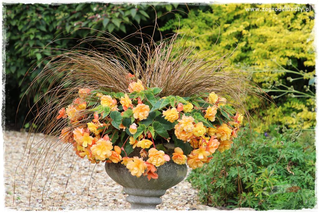 Kolorowe skrzynki balkonowe 19 Kolorowe skrzynki balkonowe 19