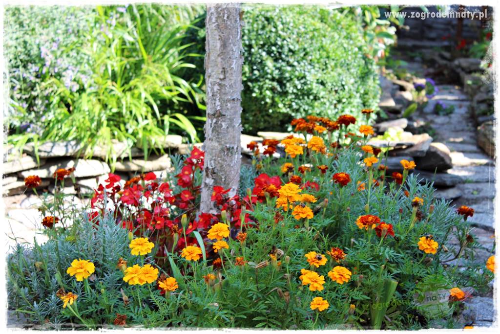 Kolorowe skrzynki balkonowe 21 Kolorowe skrzynki balkonowe 21