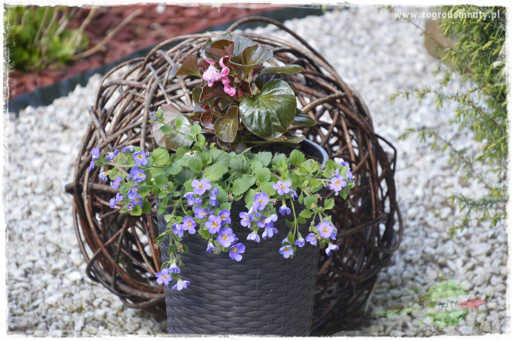 Kolorowe skrzynki balkonowe 23 Kolorowe skrzynki balkonowe 23