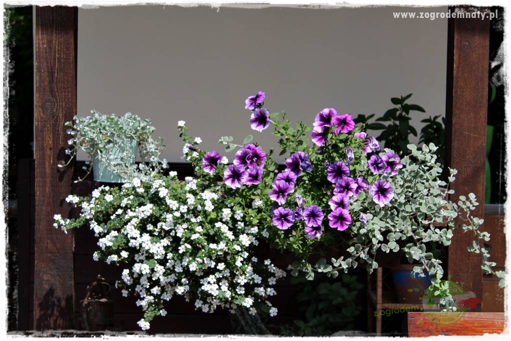 Kolorowe skrzynki balkonowe 24 Kolorowe skrzynki balkonowe 24