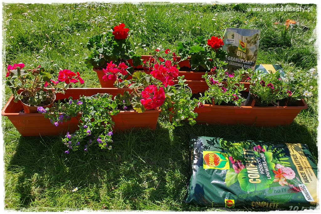 Kolorowe skrzynki balkonowe 25