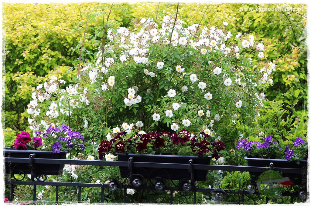 Kolorowe skrzynki balkonowe 3 Kolorowe skrzynki balkonowe 3