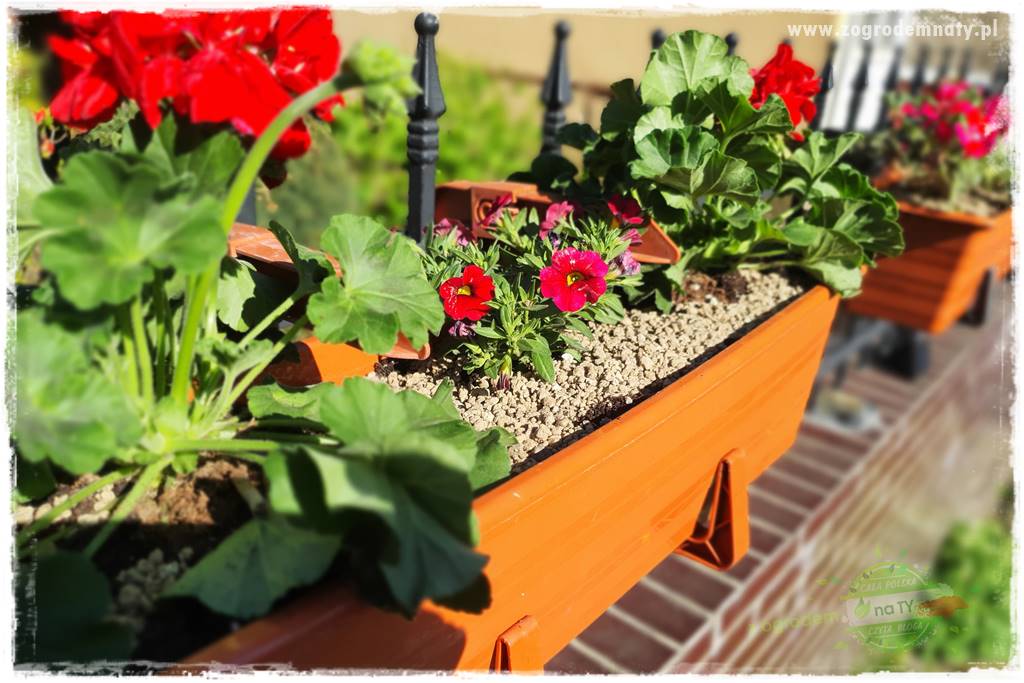 Kolorowe skrzynki balkonowe 30 Kolorowe skrzynki balkonowe 30